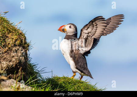 Atlantic puffins (Fratercula arctica), Mykines Island, Faroes, Denmark, Europe Stock Photo
