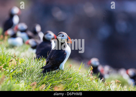 Atlantic puffins (Fratercula arctica), Mykines Island, Faroes, Denmark, Europe Stock Photo