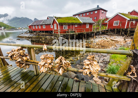 Norwegian cod fishing town of Reine, Lofoton Islands, Norway, Scandinavia, Europe Stock Photo