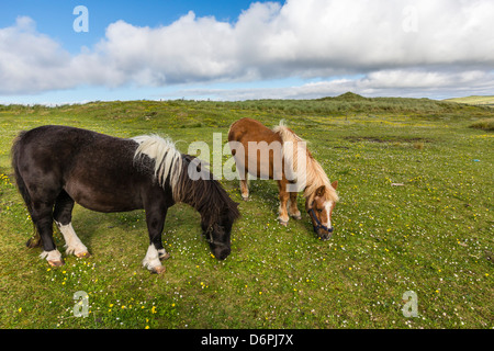 Shetland ponies, Jarlshof, Shetland Isles, Scotland, United Kingdom, Europe Stock Photo