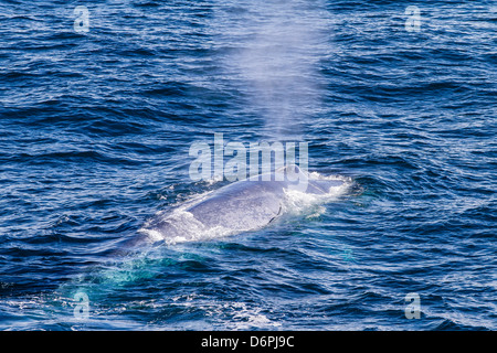 Adult blue whale (Balaenoptera musculus) off northwestern Spitsbergen Island, Svalbard, Barents Sea, Norway, Scandinavia Stock Photo