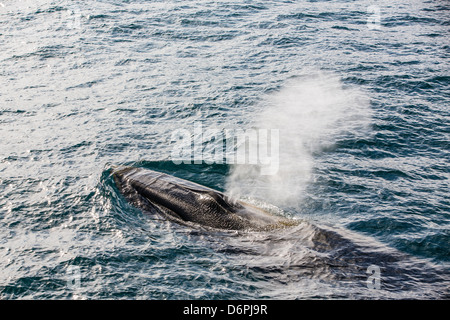 Adult fin whale (Balaenoptera physalus), Sorkapp, Spitsbergen Island, Svalbard Archipelago, Norway, Scandinavia, Europe Stock Photo