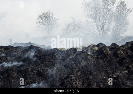 Black and gray grass residues after wildfire. Focus is on fireman and trees in the background. Stock Photo