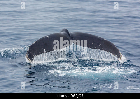 Adult humpback whale (Megaptera novaeangliae), Sorkapp, Svalbard Archipelago, Norway, Scandinavia, Europe Stock Photo