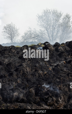 Black and gray grass residues after wildfire. Focus is on the trees in the background. Stock Photo