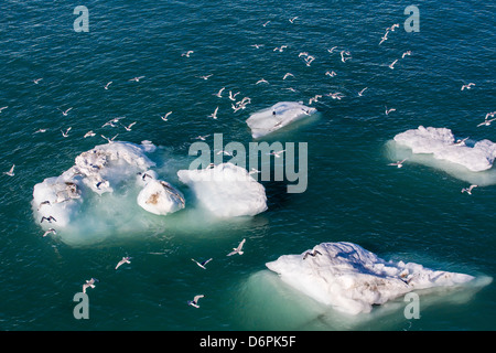 Adult black-legged kittiwakes (Rissa tridactyla), Svalbard Archipelago, Barents Sea, Norway, Scandinavia, Europe Stock Photo