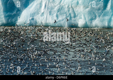 Adult black-legged kittiwakes (Rissa tridactyla), Svalbard Archipelago, Barents Sea, Norway, Scandinavia, Europe Stock Photo