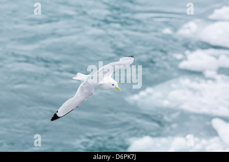 Adult black-legged kittiwakes (Rissa tridactyla), Svalbard Archipelago, Barents Sea, Norway, Scandinavia, Europe Stock Photo