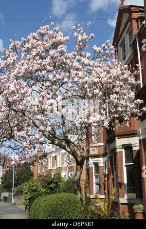 Magnolia in bloom Worcester Worcestershire England UK Stock Photo