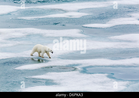 A curious young polar bear (Ursus maritimus) on the ice in Bear Sound, Spitsbergen Island, Svalbard, Norway, Scandinavia, Europe Stock Photo