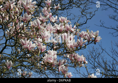 Magnolia in bloom Worcester Worcestershire England UK Stock Photo