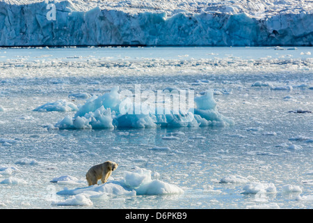 Adult polar bear (Ursus maritimus) on the ice in Gashamna (Goose Bay), Spitsbergen Island, Svalbard, Norway, Scandinavia, Europe Stock Photo