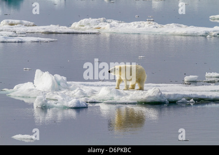 Adult polar bear (Ursus maritimus) on the ice in Bear Sound, Spitsbergen Island, Svalbard, Norway, Scandinavia, Europe
