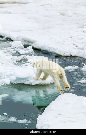 Young polar bear (Ursus maritimus) on the ice in Bear Sound, Spitsbergen Island, Svalbard, Norway, Scandinavia, Europe Stock Photo