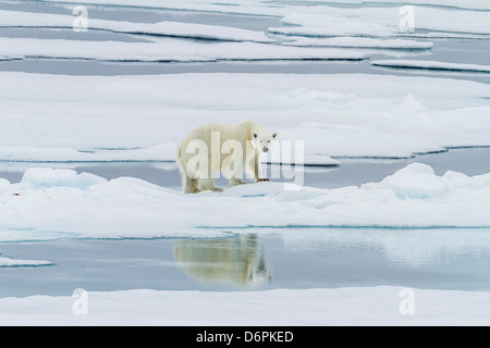 Adult polar bear (Ursus maritimus) on a recent kill on Moffen Island, Svalbard, Norway, Scandinavia, Europe
