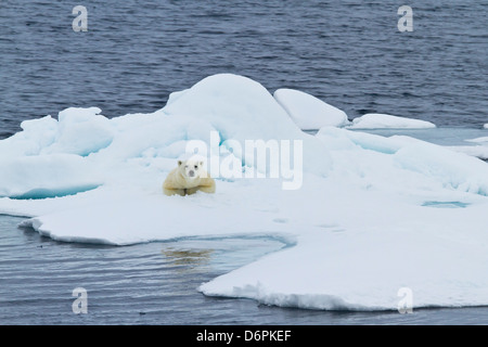 Adult polar bear (Ursus maritimus) on the ice near Moffen Island, Svalbard, Norway, Scandinavia, Europe Stock Photo