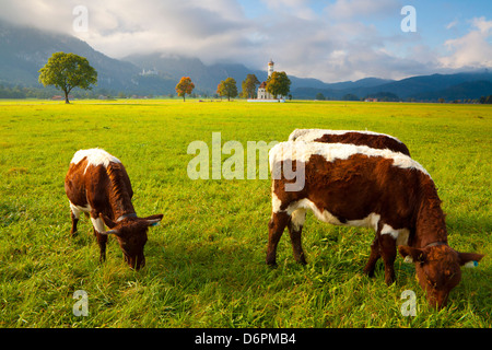 Cattle grazing with Saint Koloman Church and Neuschwanstein Castle in the background, near Fussen, Bavaria, Germany, Europe Stock Photo