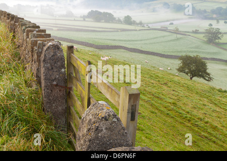 Gate in stone wall and field, near Burnsall, Yorkshire Dales National Park, Yorkshire, England, United Kingdom, Europe Stock Photo