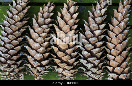 Pinus x holfordiana. Holford Pine cones pattern Stock Photo