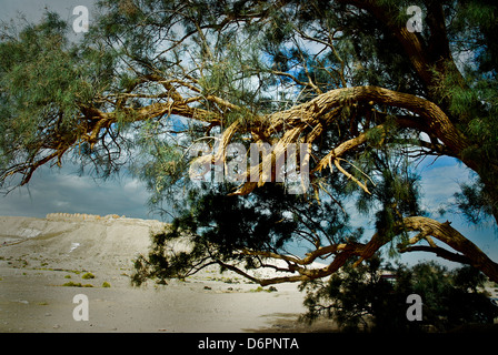 Israel, Negev Desert Tamarix (tamarisk, salt cedar) trees Stock Photo