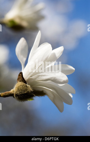 Magnolia x loebneri 'Ballerina' flowers against a blue sky background. Stock Photo