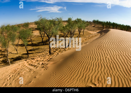 Israel, Negev Desert Tamarix (tamarisk, salt cedar) trees Stock Photo