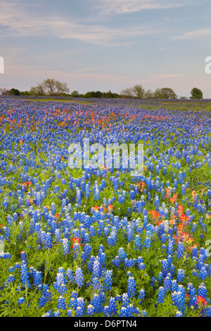 Texas bluebonnets (Lupininus texensis) in a field, Texas Hill Country, Texas, USA Stock Photo