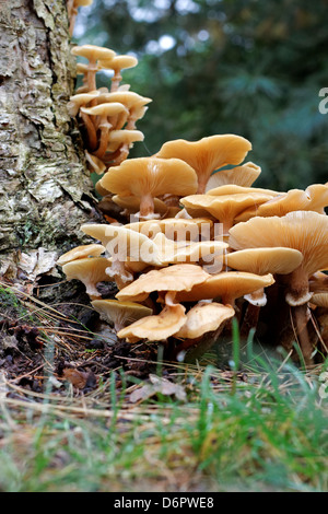 Honey fungus growing at base of tree stump Stock Photo