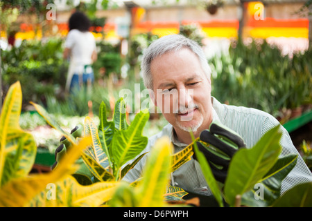 Man checking a plant in a greenhouse Stock Photo