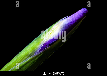 Macro of closed Iris bud isolated on black Stock Photo