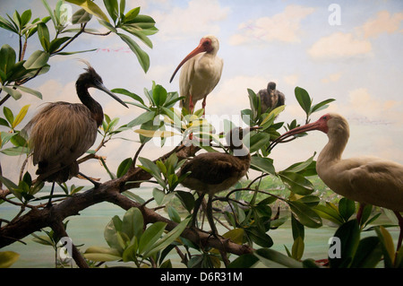 Wading Bird Rookery in the Hall of Birds, American Museum of Natural History, New York USA Stock Photo