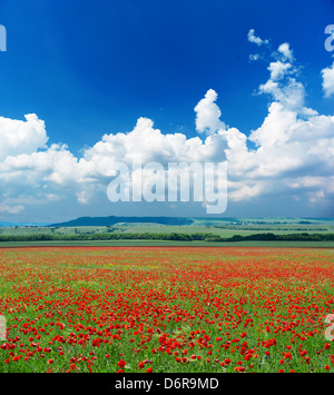 poppies flower meadow and blue sky with clouds landscape Stock Photo ...