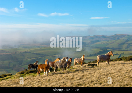 Welsh ponies, Eppynt, Cambrian Mountains, Powys, Wales,UK. Stock Photo