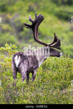 Woodland Caribou (Rangifer tarandu) near Highway Pass, Denali National Park, Alaska, USA Stock Photo