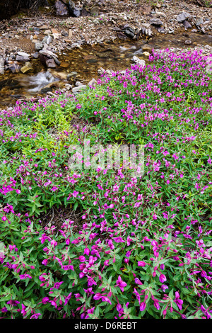 Tall Fireweed (Evening Primrose) grow along a stream near Cathedral Mountain, Denali National Park, Alaska, USA Stock Photo