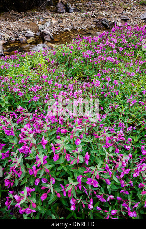 Tall Fireweed (Evening Primrose) grow along a stream near Cathedral Mountain, Denali National Park, Alaska, USA Stock Photo