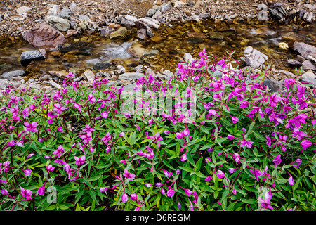 Tall Fireweed (Evening Primrose) grow along a stream near Cathedral Mountain, Denali National Park, Alaska, USA Stock Photo