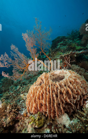 Barrel Sponge, a sea fan, and other corals and sponges on a tropical coral reef in Bali, Indonesia. Stock Photo