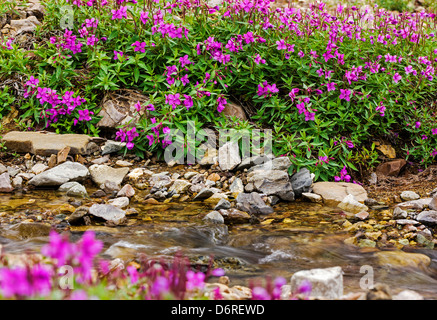 Tall Fireweed (Evening Primrose) grow along a stream near Cathedral Mountain, Denali National Park, Alaska, USA Stock Photo