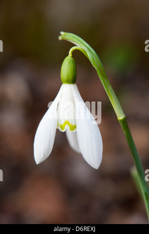 Snowdrop or common snowdrop - Galanthus nivalis -, Natural park of Montseny mountain, Barcelona, Spain Stock Photo