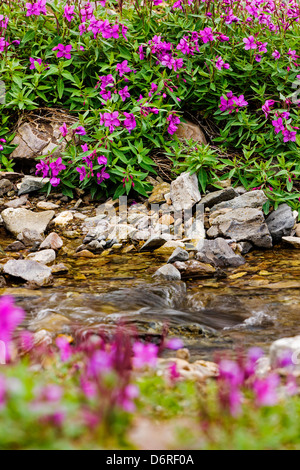 Tall Fireweed (Evening Primrose) grow along a stream near Cathedral Mountain, Denali National Park, Alaska, USA Stock Photo