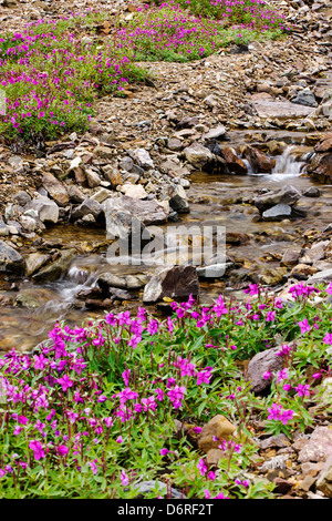 Tall Fireweed (Evening Primrose) grow along a stream near Cathedral Mountain, Denali National Park, Alaska, USA Stock Photo