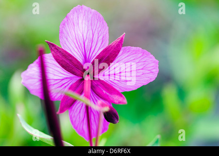 Close-up macro view of Tall Fireweed (Evening Primrose) grow along a stream near Cathedral Mountain, Denali National Park, Alask Stock Photo