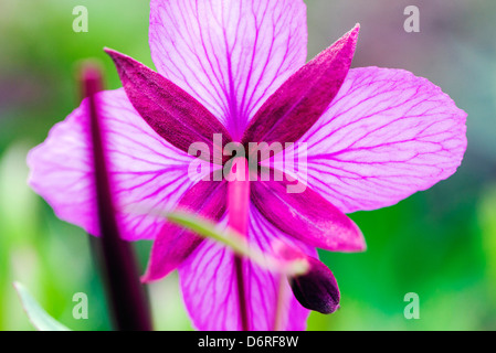 Close-up macro view of Tall Fireweed (Evening Primrose) grow along a stream near Cathedral Mountain, Denali National Park, Alask Stock Photo