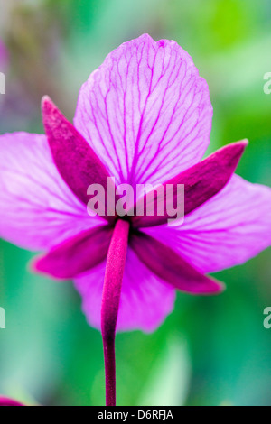 Close-up macro view of Tall Fireweed (Evening Primrose) grow along a stream near Cathedral Mountain, Denali National Park, Alask Stock Photo