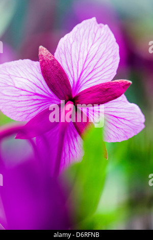 Close-up macro view of Tall Fireweed (Evening Primrose) grow along a stream near Cathedral Mountain, Denali National Park, Alask Stock Photo