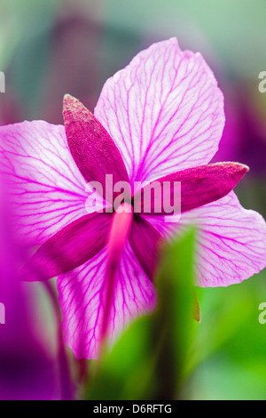 Close-up macro view of Tall Fireweed (Evening Primrose) grow along a stream near Cathedral Mountain, Denali National Park, Alask Stock Photo