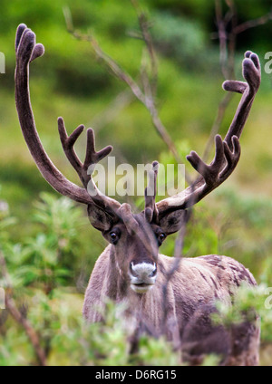 Woodland Caribou (Rangifer tarandu) near Highway Pass, Denali National Park, Alaska, USA Stock Photo