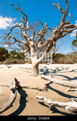 Driftwood Beach, Jekyll Island Georgia, one of America's most secluded beaches. Stock Photo