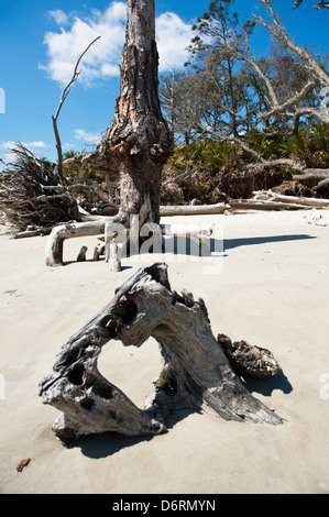Driftwood Beach, Jekyll Island Georgia, one of America's most secluded beaches. Stock Photo